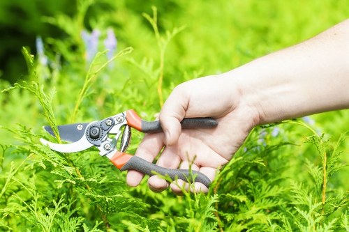 Local tree pruning assessment beside a property boundary